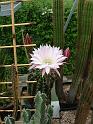 Echinopsis hybr._1